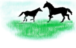 Horses In the Field Picture