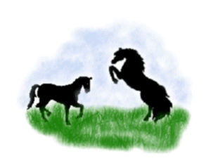 Horses Playing Picture