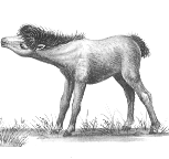 Welsh Pony and Cob Webring