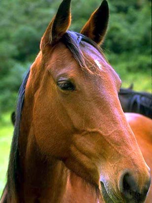 Horse on Horsedirectory Virtual Horse Greetings Cards