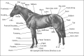 Points Of A Horse